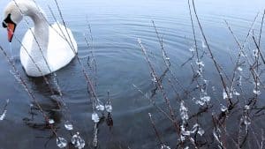 Schwan Begleitung beim Winterschwimmen